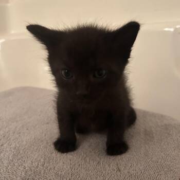 Schmidt -  Domestic Short Hair Cat for Adoption in Auburn, Alabama - Schmidt | PetCurious