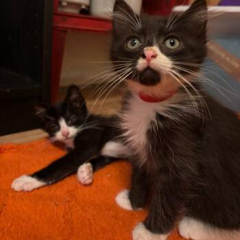 Yurman & Winston (bonded pair) -  Domestic Long Hair Cat for Adoption in Chattanooga, Tennessee - Yurman & Winston (bonded Pair) | PetCurious