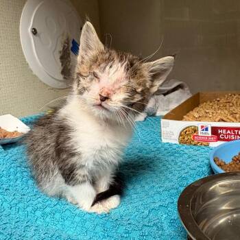 Domestic Short Hair Cats Available for Adoption in Yuma, Arizona - Meowricio | PetCurious
