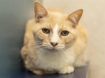 BOIS -  Domestic Short Hair Cat for Adoption in Phoenix, Arizona - BOIS | PetCurious