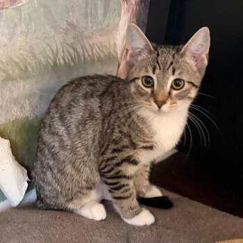 Ginger -  Domestic Short Hair Cat for Adoption in Mount Laurel Township, New Jersey - Ginger | PetCurious