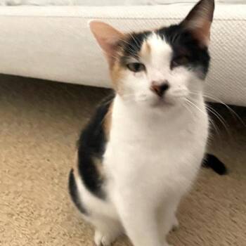 Molly Fish -  Calico and Domestic Short Hair Cat for Adoption in Friendswood, Texas - Molly Fish | PetCurious