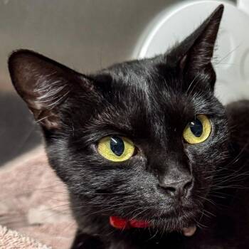 Iris *Bonded with Lily* -  Domestic Short Hair Cat for Adoption in Kennebunk, Maine - Iris *Bonded With Lily* | PetCurious