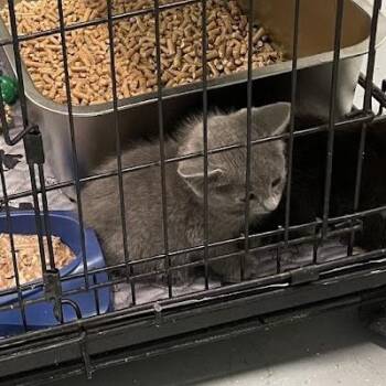 Tracy Kitten 5 in Parsonsburg, MD -  Domestic Short Hair Cat for Adoption - Tracy Kitten 5 In Parsonsburg, MD | PetCurious