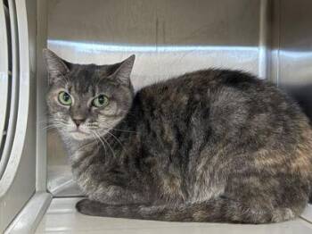 Mable -  Domestic Short Hair Cat for Adoption in Fort Worth, Texas - Mable | PetCurious
