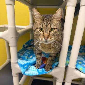 Domestic Short Hair Cats Available for Adoption in Keizer, Oregon - Quentin | PetCurious