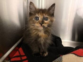 NALO -  Domestic Short Hair Cat for Adoption in Auburn, California - NALO | PetCurious