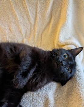 Mindy -  Domestic Medium Hair Cat for Adoption in Brockport, New York - Mindy | PetCurious