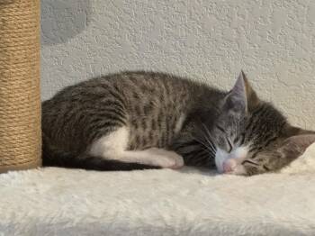 Max -  Domestic Short Hair Cat for Adoption in Fort Worth, Texas - Max | PetCurious