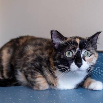 Rita -  Domestic Short Hair Cat for Adoption in Saint Paul, Minnesota - Rita | PetCurious
