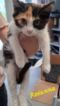 Roxanne -  Domestic Medium Hair Cat for Adoption in Hartford City, Indiana - Roxanne | PetCurious