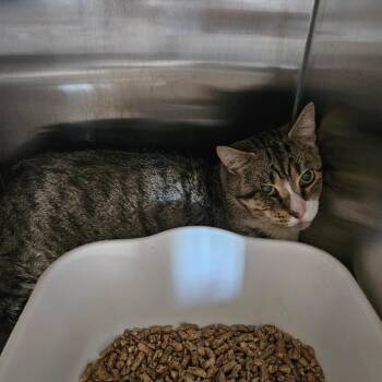 Ghost -  Domestic Short Hair Cat for Adoption in Ridgely, Maryland - Ghost | PetCurious