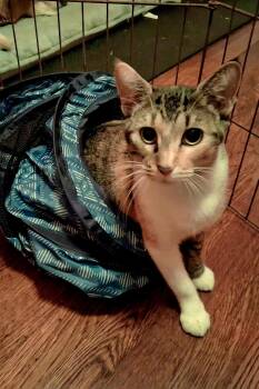 Rescue Domestic Short Hair Cats for Adoption in Springfield, Missouri - Rockstar | PetCurious