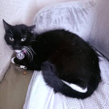 Zoey -  Domestic Short Hair Cat for Adoption in St. Cloud, Florida - Zoey | PetCurious
