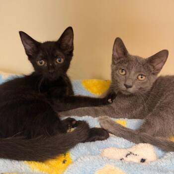 Sea -  Domestic Short Hair Cat for Adoption in Port Richey, Florida - Sea | PetCurious