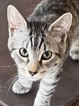 Rescue American Shorthair and Domestic Short Hair Cats for Adoption in Moreno Valley, California - Sterling | PetCurious