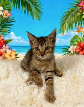 Wendys -  Domestic Short Hair Cat for Adoption in Tehachapi, California - Wendys | PetCurious