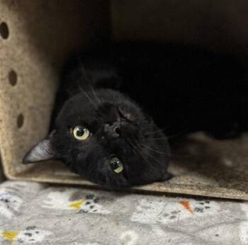 Domestic Short Hair Cats Available for Adoption in Missoula, Montana - Percy | PetCurious