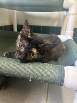 Eclipse -  Domestic Short Hair Cat for Adoption in Honolulu, Hawaii - Eclipse | PetCurious