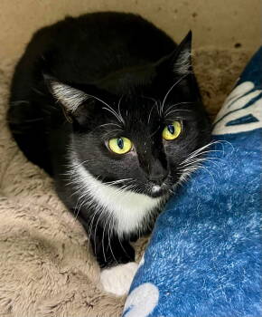 Rescue Domestic Short Hair Cats for Adoption in Champaign, Illinois - Minney | PetCurious