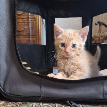 Monty -  Domestic Short Hair Cat for Adoption in Fairfax, Virginia - Monty | PetCurious