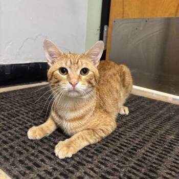 Stilton -  Domestic Short Hair Cat for Adoption in Downers Grove, Illinois - Stilton | PetCurious