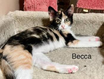 Becca -  Calico Cat for Adoption - Becca | PetCurious