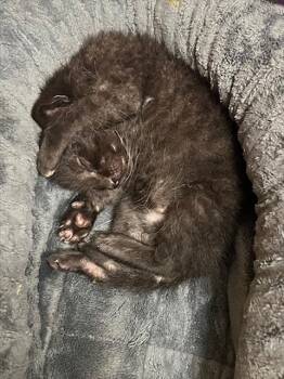 Rescue Domestic Short Hair Cats for Adoption in Baytown, Texas - BENJAMIN | PetCurious