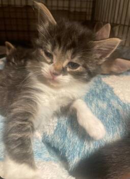 Tabby Cats Available for Adoption in Billings, Montana - K-7 River | PetCurious
