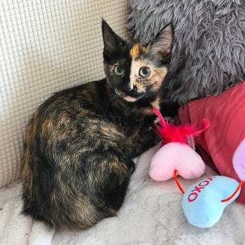 Josephine -  Tortoiseshell and Domestic Short Hair Cat for Adoption in Lombard, Illinois - Josephine | PetCurious
