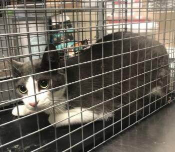 MANDO -  Domestic Short Hair Cat for Adoption in Conroe, Texas - MANDO | PetCurious