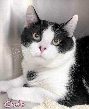 Chub -  Domestic Short Hair Cat for Adoption in Mason, Michigan - Chub | PetCurious