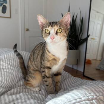 Rescue Domestic Short Hair Cats for Adoption - Maryland | PetCurious