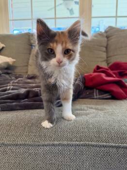 Rescue Domestic Medium Hair Cats for Adoption in Johnson City, Tennessee - Cher | PetCurious