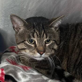 American Shorthair Cats Available for Adoption in Bethel, Connecticut - Ollie | PetCurious