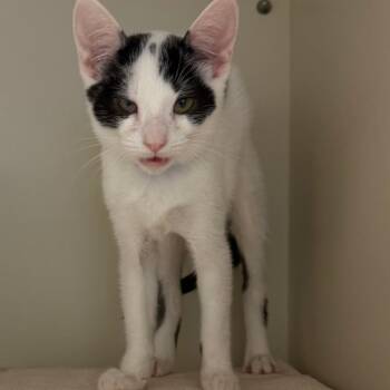 Target -  Domestic Short Hair Cat for Adoption in Fairport, New York - Target | PetCurious
