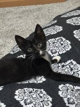 Black Bean -  Domestic Short Hair Cat for Adoption in Mokena, Illinois - Black Bean | PetCurious
