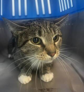 Shiloh -  Domestic Short Hair Cat for Adoption in New York, New York - Shiloh | PetCurious