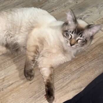 Rescue Siamese Cats for Adoption in San Antonio, Texas - Chicken Nugget | PetCurious