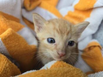 BIZKIT -  Domestic Short Hair Cat for Adoption in Fort Lauderdale, Florida - BIZKIT | PetCurious