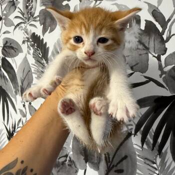 Timon -  Domestic Medium Hair Cat for Adoption in Wahiawa, Hawaii - Timon | PetCurious