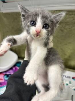 ALLEN -  Domestic Short Hair Cat for Adoption in Riverside, California - ALLEN | PetCurious