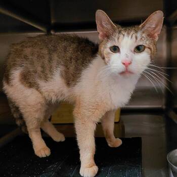 Domestic Short Hair Cats Available for Adoption - Gwenadean | PetCurious