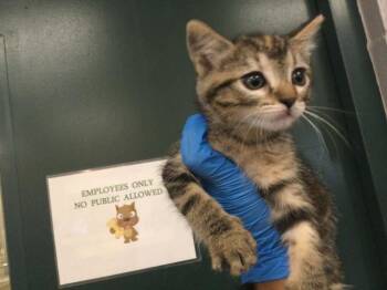 Domestic Short Hair Cats Available for Adoption in Thousand Palms, California - A1917138 | PetCurious