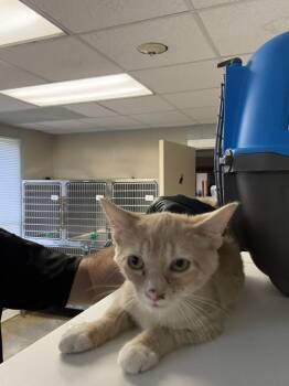 Sawyer -  Domestic Short Hair Cat for Adoption in Clarksville, Tennessee - Sawyer | PetCurious
