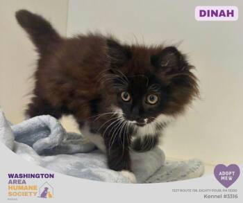 Dinah -  Domestic Long Hair Cat for Adoption in Eighty Four, Pennsylvania - Dinah | PetCurious