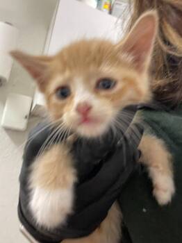 Peeta -  Domestic Medium Hair Cat for Adoption in Chico, California - Peeta | PetCurious