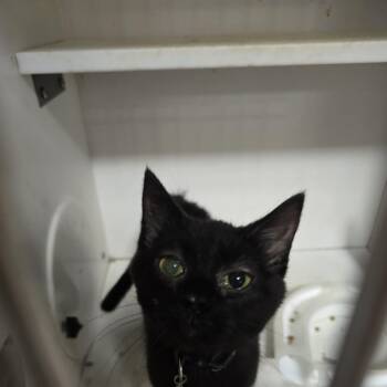 Tilly -  Domestic Short Hair Cat for Adoption in Allison Park, Pennsylvania - Tilly | PetCurious