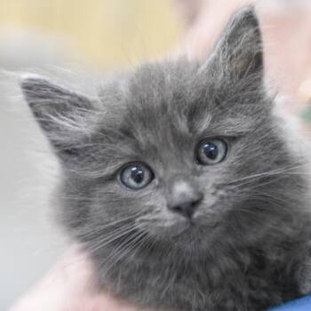 Domestic Short Hair Cats Available for Adoption in Redwood City, California - Trix | PetCurious