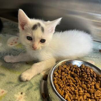 Domestic Short Hair Cats Available for Adoption in Knoxville, Tennessee - Mouse Pad | PetCurious
